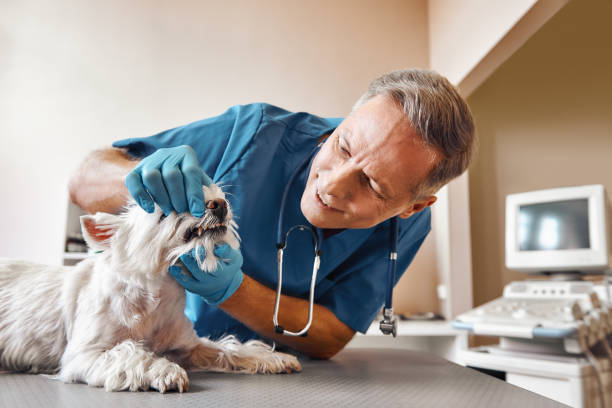 Best 24-Hour Emergency Dental Care in Forestdale, MA